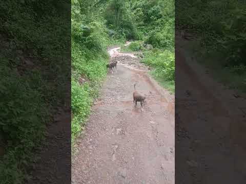 Dekha Ram Kirpa 🙏❤️🙏@jaikumarjik8294 #jaikumarjik8294 #dog #animaldog #jikjai #jai