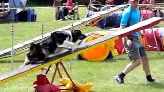 Czech qualification for WC &amp; EO 2011 - 1st round - SLOW MOTION MOVIE by www.DogSports.cz
