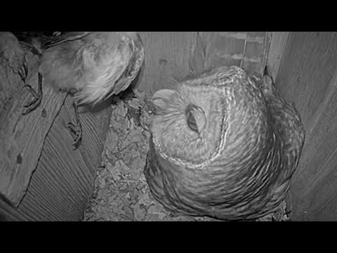 Four Birds Delivered As Barred Owls Stock Pantry Overnight! – April 8, 2025
