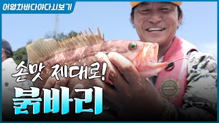 거금도 바다에서 만난 손맛 끝판왕, 붉바리! #붉바리 #낚시 #바다 #생선
