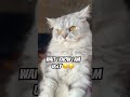 Tell me how cute I am in the comment????#cute #cat #shorts #funny #viral #pets #animals #fyp #catlover