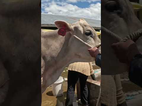 Espinar Cusco #arribalaganaderiaperuana