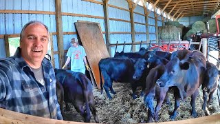 Cattle Chaos &amp; Counting Piglets