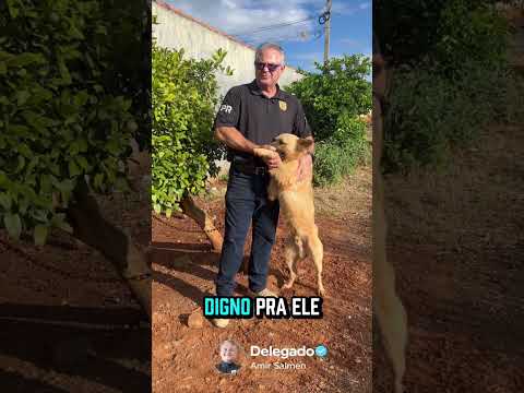 Boa ação resgate de cachorro
