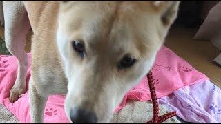 #ライブ#柴犬#縄文柴犬#犬のいる暮らし#癒し＃猫のいる暮らし