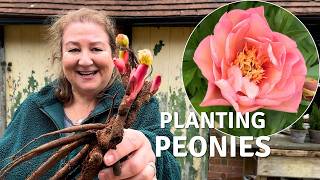 How to Plant Bare Root Peonies 🌸 Choosing the Perfect Spot in the Garden // Cottoverdi