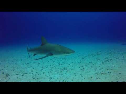 Reefie Fun - Split Coral Head, Eleuthera群岛，黑胡子游轮2015年9月16日