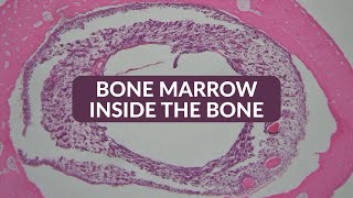 Download the video "Histology Made Easy: Bone Marrow Inside the bone |  25x 40x 100x 200x 400x Magnification"