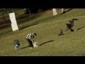 Eagle Snatches Baby in Viral Video: Caught on Tape - Is it Real or Fake?