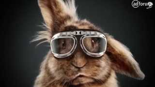 Media Mart: Rabbit Race