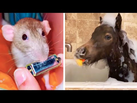 #39 Die besten Videos 2025 || ✪ Stern DuTube