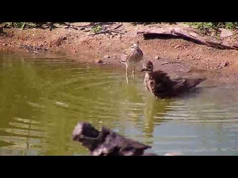 Djuma: Water Thick-knees having a bath soak until Egyptian Goose disturbs them - 14:55 - 03/13/19