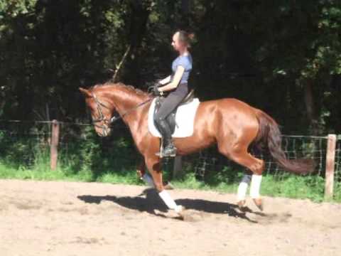 BEAUTY BELINDA 4j. v. Blickpunkt - Fürst Heinrich - VB 6.500,- Euro