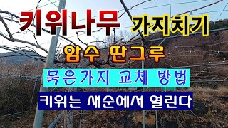 [텃밭농부 1,764]  키위나무 가지치기 방법. 1월중 끝 내세요! #키위재배