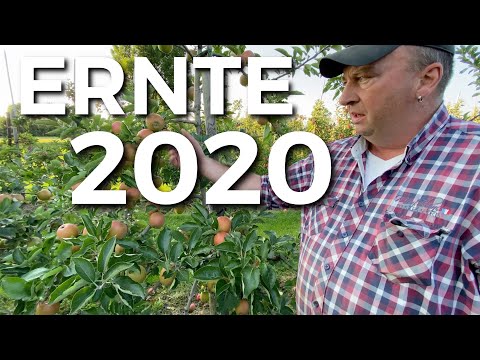 Obsthof Raddatz - Was macht die Ernte 2020 am Baum? Wie ist der Behang? Kommt die Farbe?