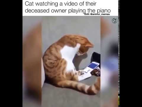 Cat watching a video of their deceased owner playing the piano