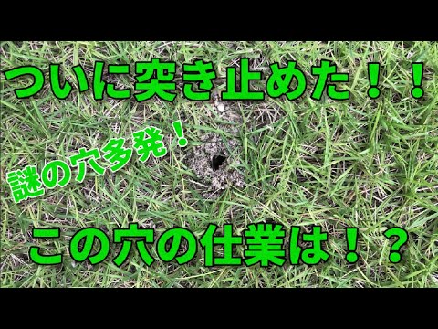 芝生に穴?これらが原因です トピックス