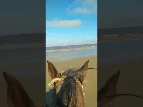 #coloniadelsacramento #iorio #larralde #caballos #playa #rienda #turismouruguay #animalesgraciosos
