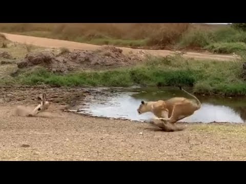 Lion fails to catch gazelle in epic safari footage