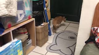 [問題] 這樣的行為是發情嗎？