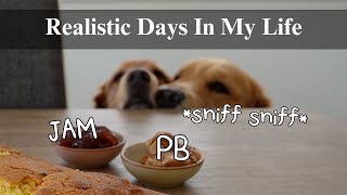 Realistic Days with Two Goldens | Dogtrovert weekend, what we ate!