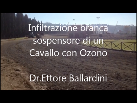 Come curare coxartrosi congiunta Per i cavalli articolazioni