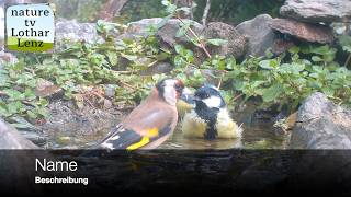 Beobachtungen am Vogelbad. Dohr, Eifel, Deutschland