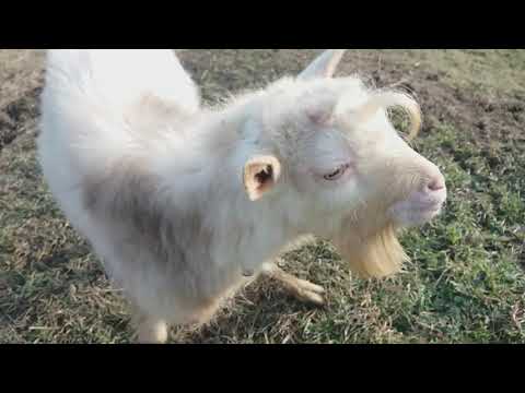 Будни в Украине./Газета сюрпризом./Привет с Молдовы./