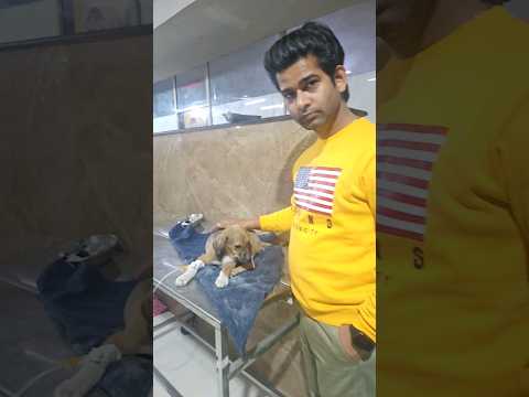 Dog admit  In Hospital 😓#dog #doglover #dogs #shorts