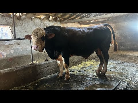 We do care, feeding and milking. Milk war of our calves :) Koca Tosun Pasha is on sale!!!