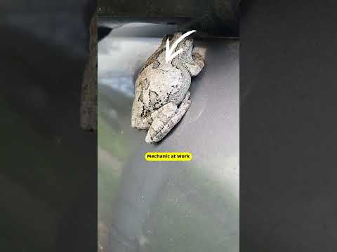 Mechanic at Work :)  #shortsviral #shorts #frog #rangeroversport