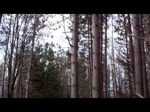 Conclave climbing pole felling