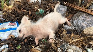 Pets Rescue | Rescue The Seriously ill Mother Dog Dumped By The Owner In The Landfill No One Care
