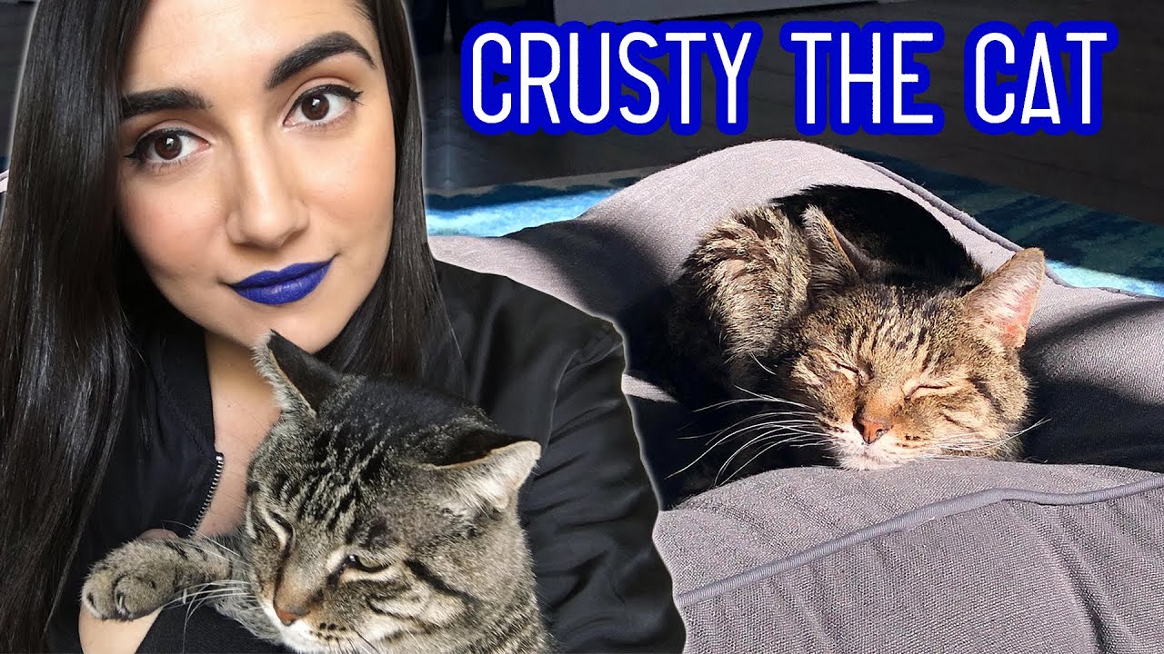 Our Ancient Street Cat Passed Away thumbnail