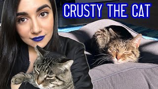 Our Ancient Street Cat Passed Away thumbnail