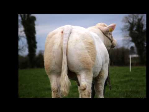 5 Star Pedigree Charolais Bull