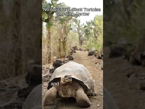 Top 10 Best Things to Do on Isabela Island, Galápagos (2026 Guide)