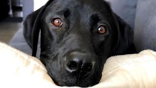QnA With Runner The Labrador!!