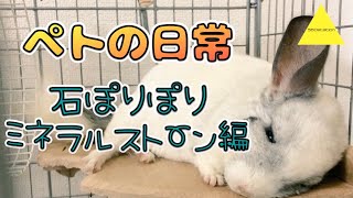 【チンチラ】ペトの日常〜石ぽりぽりミネラルストーン編〜【chinchilla】