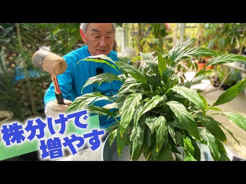 グレーポプラ、ダッチホワイト、ピカルディポプラ、Populus canescens