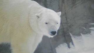 Polar Bear and Friends After the Snow Storm