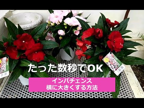 園芸 ニューギニアの焦り