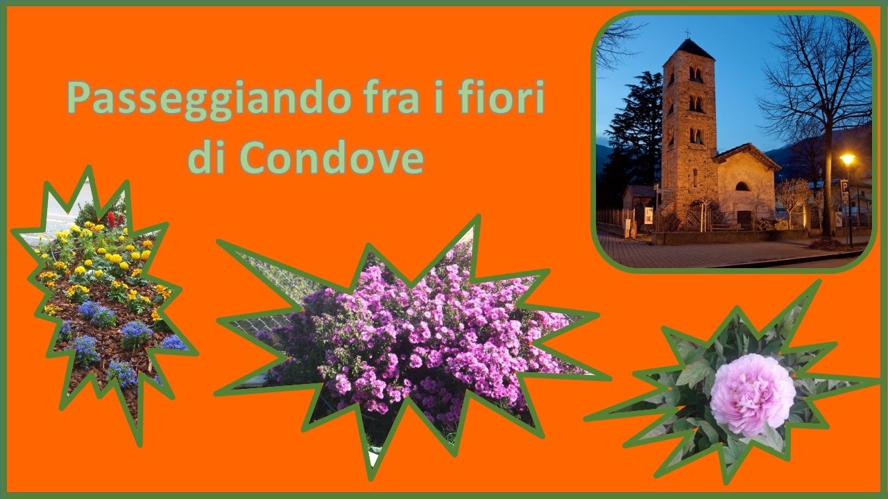 CONDOVE TRA I FIORI..