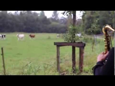 How to lure cows - Lesson 1 (by BLOW)