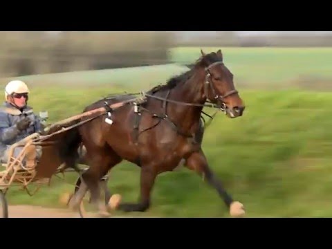 Bold Eagle - La "Storia" può attendere - da "Canter" del 3/3/2016