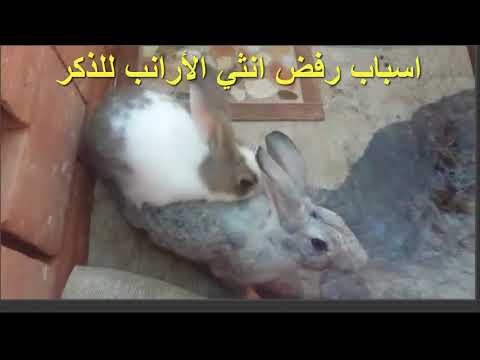 , title : 'اسباب رفض الانثي لذكر الارانب  Reasons for female rejection of male rabbits'