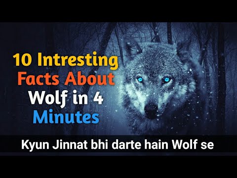 10 Intresting Facts About Wolf / 10 अदभुत रोचक फैक्ट्स भेड़िए के बारे में