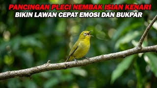 Download lagu PANCINGAN PLECI NEMBAK ISIAN KENARI WIT WIT, BIKIN LAWAN CEPAT BUKA PARUH mp3 Download lagu PANCINGAN PLECI NEMBAK ISIAN KENARI WIT WIT, BIKIN LAWAN CEPAT BUKA PARUH mp3