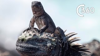 Iguana vs Snakes 360° | Planet Earth II | Behind the Scenes