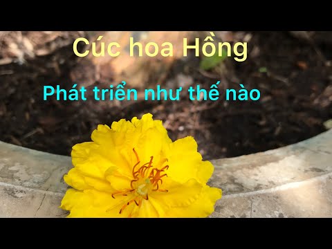 Giống mai cúc hoa Hồng thanh Tú phát triển và trỗ hoa như thế nào